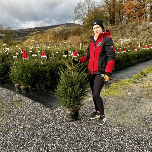 Smrek obyčajný (Picea abies) - výška 60-100 cm, kont. C20L